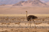 Ostrich