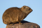 Rock hyrax
