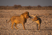 Lion and Lioness
