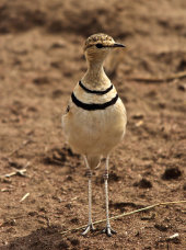 Two-banded courser