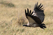African white-backed vulture