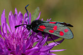 Six-spot burnet moths