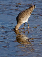 Black-tailed godwit