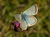Chalkhill blue