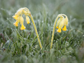 Frosted Cowslip
