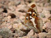 Purple emperor