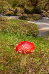 Fly agaric