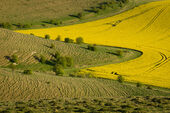 Rape fields, Alton Barnes