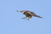 Peregrine falcon