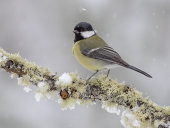 Great tit