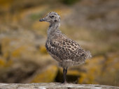 Lesser black-backed gull