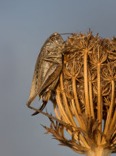 Grey bush-cricket