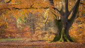 Savernake Forest