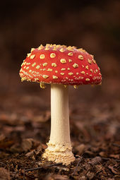 Fly agaric