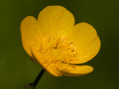 Meadow buttercup