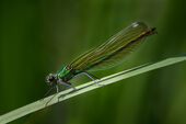 Banded demoiselle