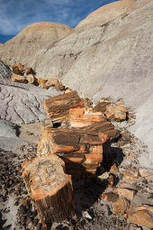 Petrified Forest National Park