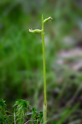 Coralroot orchid