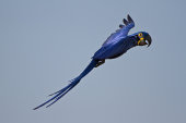 Hyacinth macaw