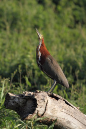 Rufescent tiger heron