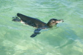 Galapagos penguin