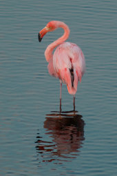 Greater flamingo