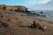 Marine iguana