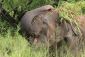 Asian elephant
