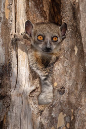 Red-tailed sportive lemur