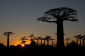 Avenue of the Baobabs