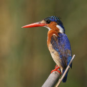 Malachite kingfisher
