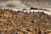 Cape fur seals
