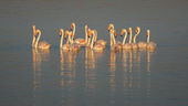 Lesser Flamingoes