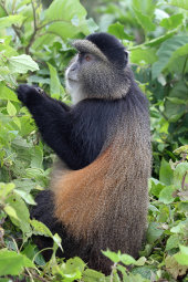 Golden monkey