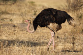 Ostrich