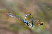 Common blue damselfly