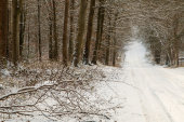 Savernake Forest