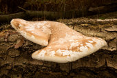 Birch Polypore