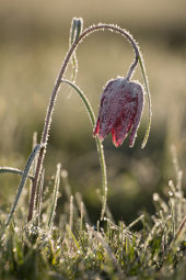 Frosted Snake's head fritillary