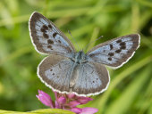 Large blue