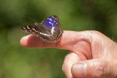 Purple emperor
