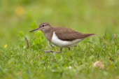 Common sandpiper