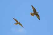 Peregrine falcon