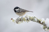 Coal tit