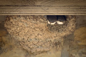 House martins