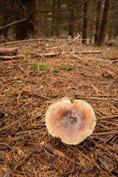 Butter cap