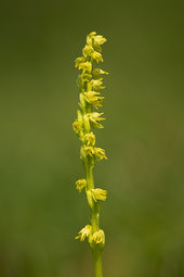Musk Orchid