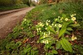 Primrose