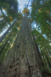 Coast redwood