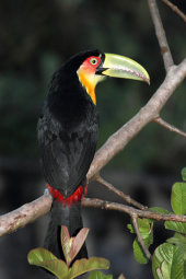 Red-breasted toucan